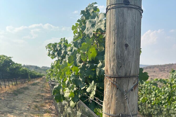 Wine Tasting experience in San Miguel de Allende - Practical Tips for Your Visit