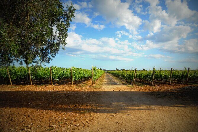 Wine tasting experience in the Apulian countryside - Value and Overall Impression