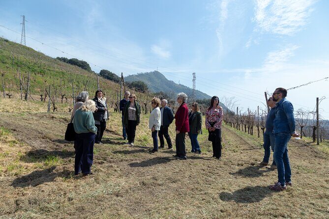 Wine Tasting in Campi Flegrei from Naples - Practical Considerations