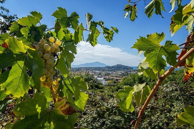 Wine Tasting in Campi Flegrei from Naples - Frequently Asked Questions
