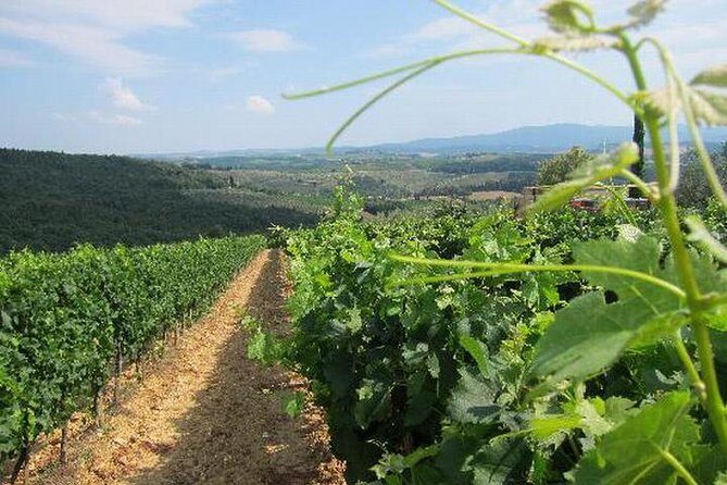 Wine tasting in Chianti, visiting Castellina, in Tuscany from Rome - FAQ