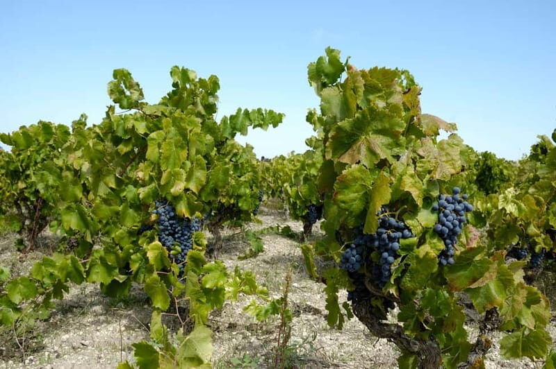 Wine tasting in the cellar - Summary: Why Choose This Experience?