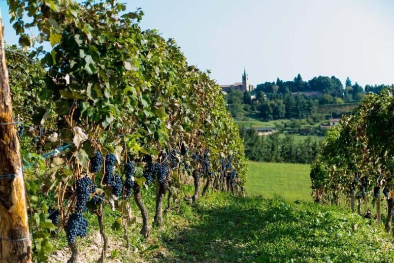 Wine Tasting in the Heart of Monferrato - Discovering Grignolino - Why This Tour is Worth Considering