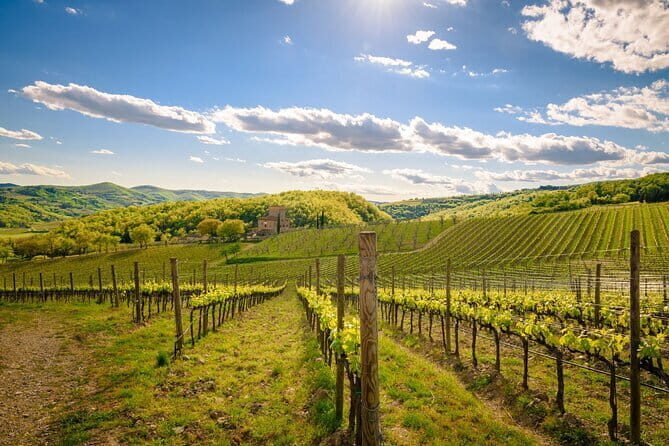 Wine tasting in TWO family wineries around Florence - A Detailed Look at the Tour Itinerary