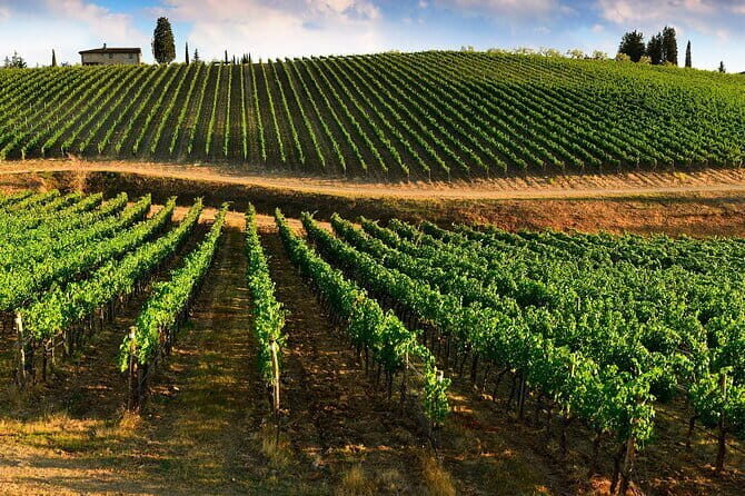 Wine tasting in TWO family wineries around Florence - Final Thoughts