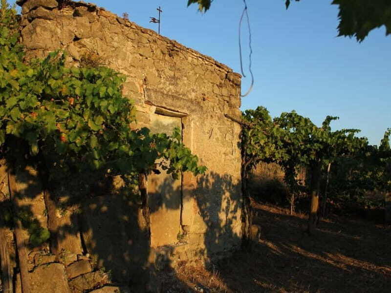 Wine Tasting & Medieval Town Visit at Castelli Romani - An In-Depth Look at the Experience