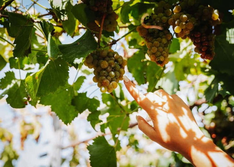 Wine Tasting on Mt. Vesuvius - The Sum Up
