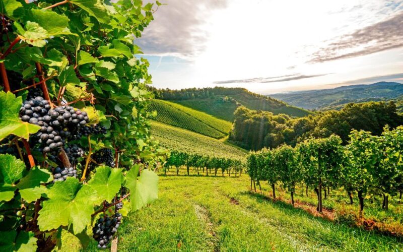 Wine Tasting - Private Half-Day Tour - FAQs