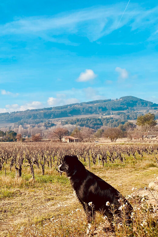 Wine Tasting Saint-Florent & Patrimonio - Key Points