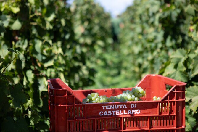 Wine tasting THE CLASSICS - Final Verdict: Who Should Book This Tour?