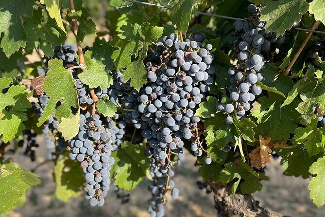 Wine tasting tour - The Tasting Experience