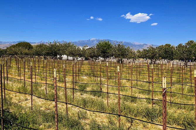 Wine Tasting Tour from Las Vegas with Snacks - Practical Details and Value
