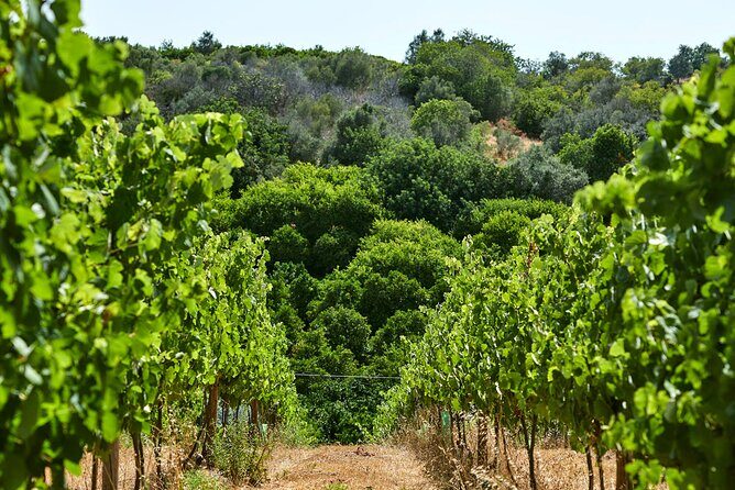 Wine Tasting Tour in Algarve Winery - Exploring the Wine Tasting Tour at Algarve’s Quinta dos Sentidos