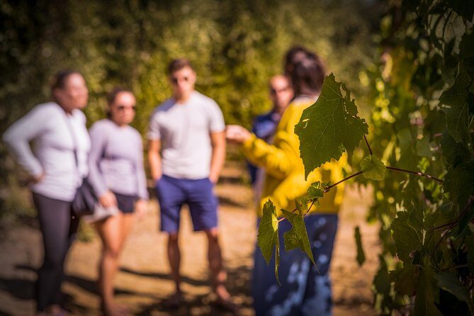 Wine Tasting & Tour Premium - Exploring the Tour Itinerary in Detail