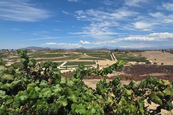 Wine tasting Tour to Temecula from San Diego (Private) - The Sum Up
