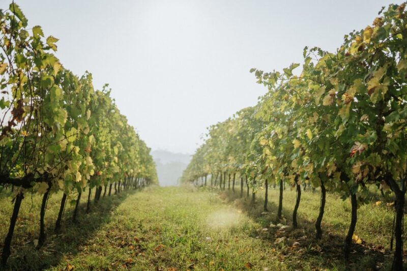 Wine tasting tour with olive oil and salami - The Sum Up