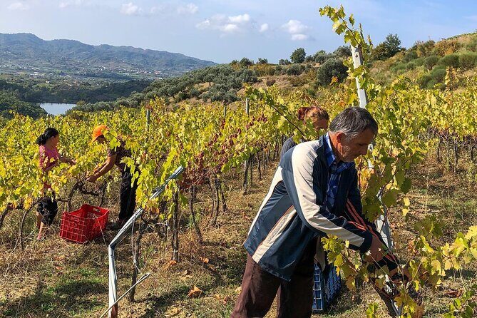 Wine Tasting & Vineyards Escape near Tirana - Frequently Asked Questions
