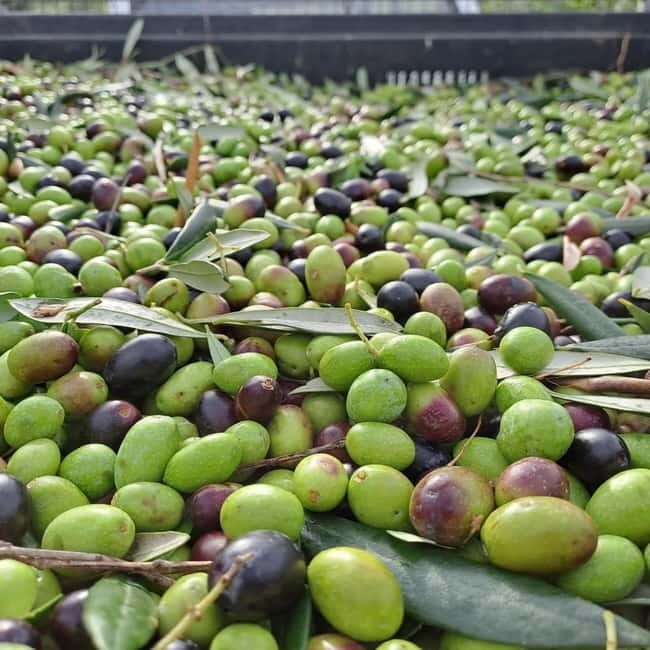 Wine Tasting with Local Food near Montepulciano - A Closer Look at the Experience