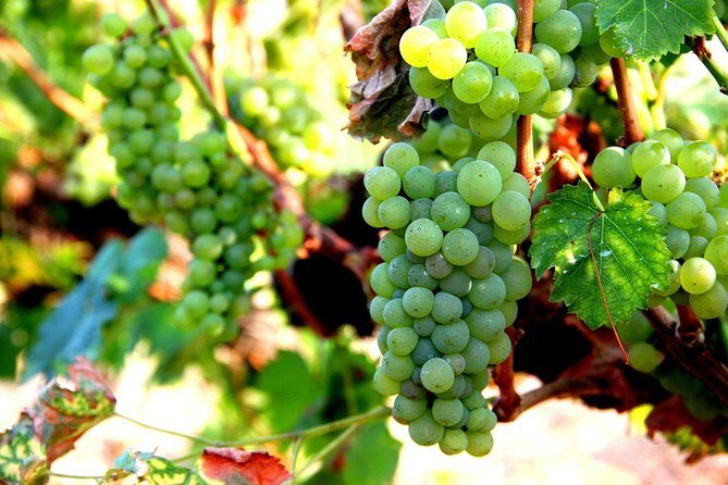 Wine Testing Tour in Taunggyi, Myanmar - A Closer Look at the Myanmar Wine Tour Experience