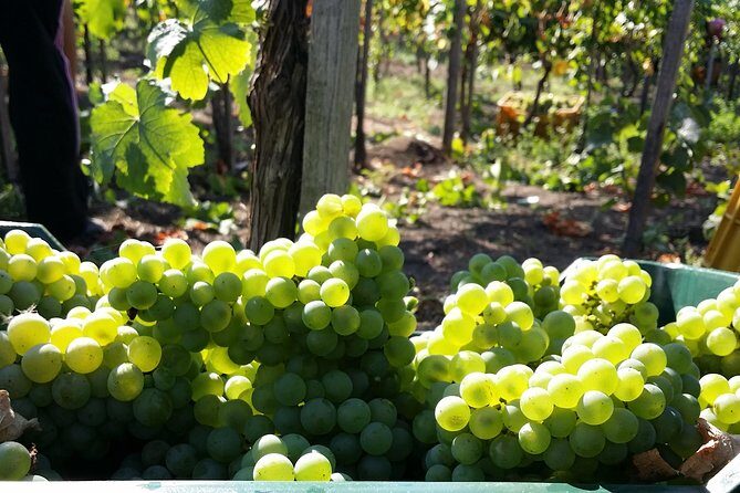 Wine Tour and Lunch with Winetasting and Vineyard Visit - Authentic Italian Wine Tour and Lunch Near Naples: A Delightful Day Out