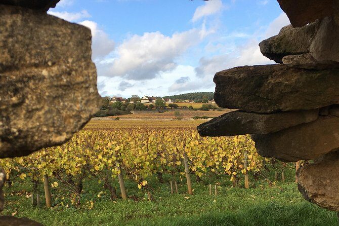 Wine tour and tasting in Burgundy - A Closer Look at the Burgundy Wine Tour in Meursault