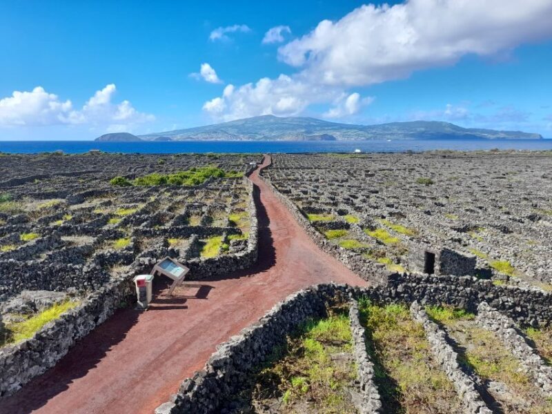Wine Tour and Tasting with a local Winemaker at Pico Island - Key Points