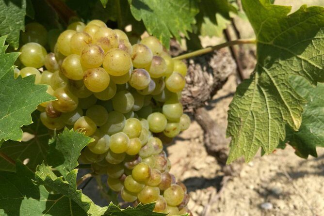 Wine Tour Bandol & Cassis from Marseille - Highlights That Make This Tour Worthwhile