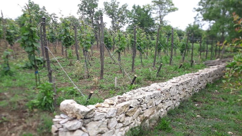 Wine Tour by Winemaker - The Value and Practical Aspects