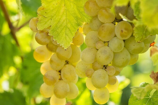 Wine Tour, discovering the famous Setúbal Moscatel - An In-Depth Look at the Experience