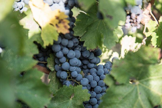 Wine Tour Experience at Agricola Tamburini - A Detailed Look at the Wine Tour Experience at Agricola Tamburini