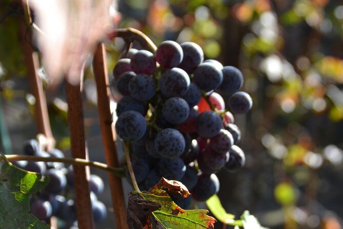 Wine Tour Experience for Family or friend's group - Who Would Love This Experience?