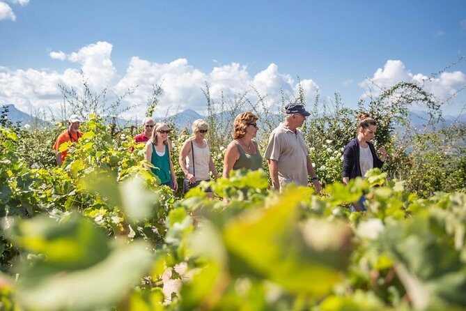 Wine Tour in Nemea from Nafplio - Key Points