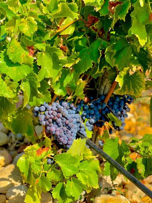 Wine Tour: On the Way to Chateauneuf du Pape - Key Points