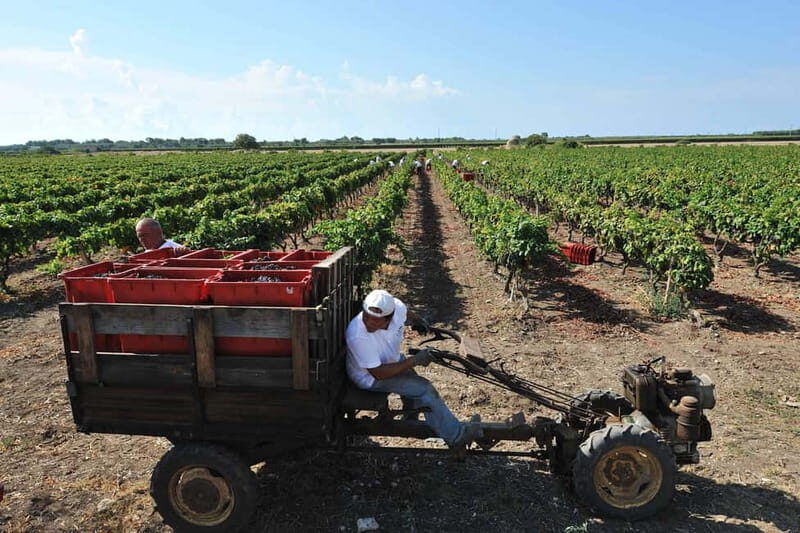 Wine Tour "The pearls of Manduria" - Final Thoughts: Is This Tour for You?