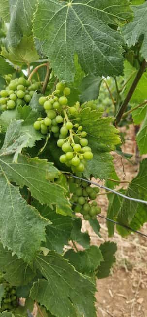 Wine Tour, Tiles Factory near Lisbon - Final Thoughts