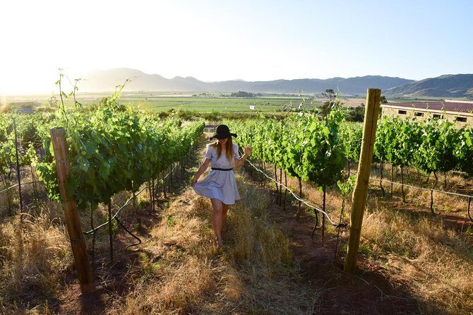 Wine tour valley of guadalupe - First Impressions: What’s on Offer?