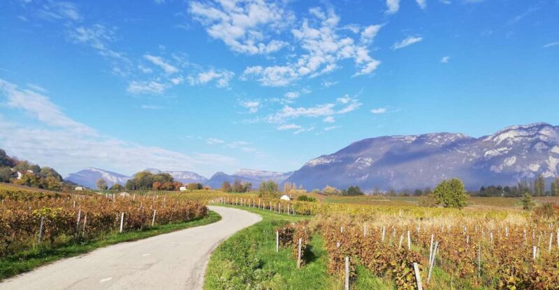 Wine Tour with private driver - An Honest Look at the Wine Tour with Private Driver in Savoie