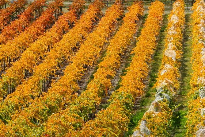 Wine Tour with Wine Tasting from Wanaka - Who Will Love This Tour?