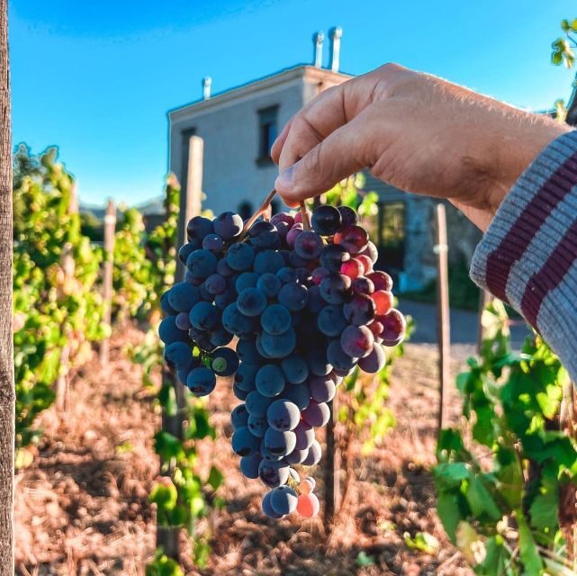 Wine tour with wine tasting - Practical Tips for Visitors