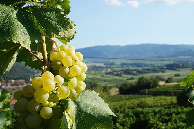 Wine Tourism Half Day Tour - The Experience for Different Travelers