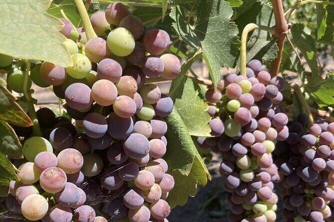 Wine Tours One - Key Points