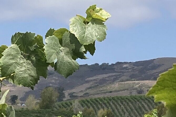 Wine Tours One - The Sum Up