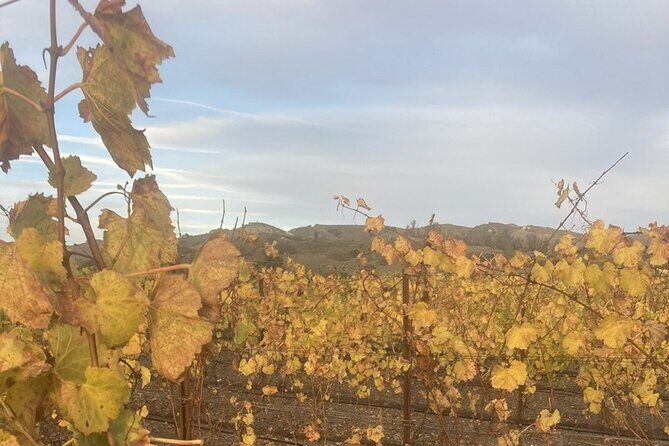 Wine Tours Three - What Travelers Say (Based on Available Reviews)