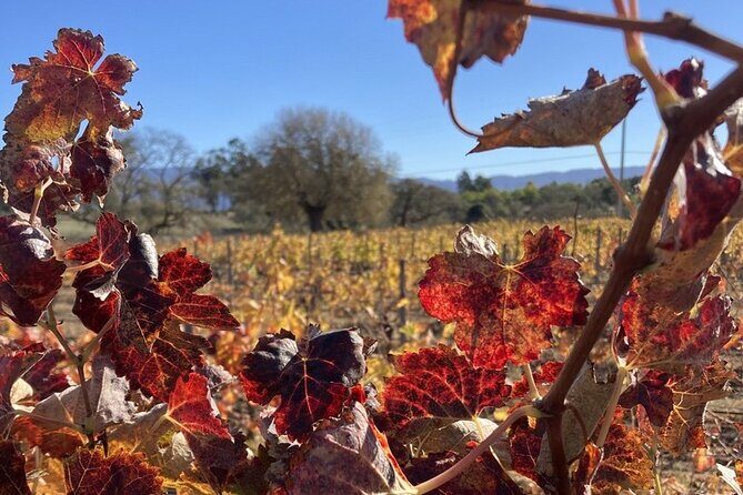 Wine Tours Three - Weather & Flexibility