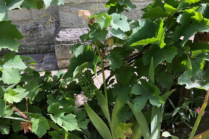 Wine Walk & Tasting in Saint-Germain-des-Prés - Frequently Asked Questions