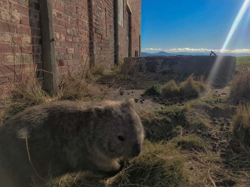 Wineglass Bay and Maria Island Scenic Flight Experience - The Itinerary in Detail: What You Can Expect