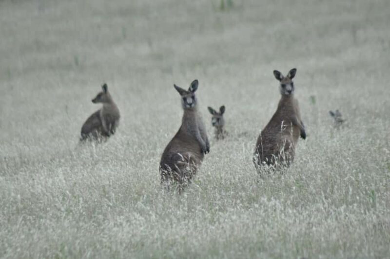 Wineglass Bay and Maria Island Scenic Flight Experience - The Sum Up