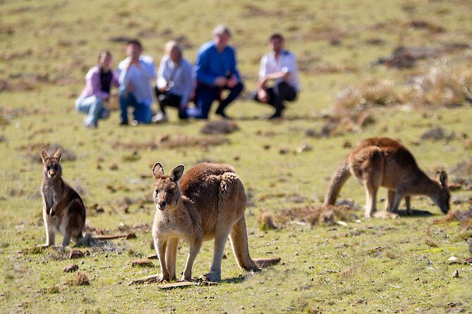 Wineglass Bay And Maria Island Wildlife Scenic Flight From Hobart - What Travelers Say