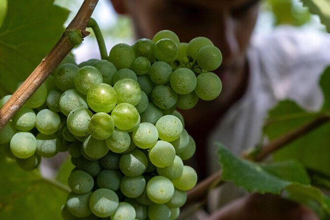 Winery Tour and tasting - An Honest Look at the Winery Tour and Tasting in Parma