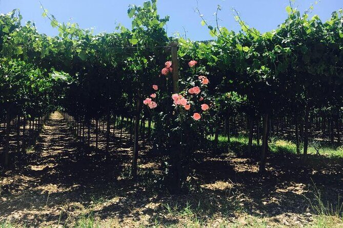Winery Tour and Tasting in Abruzzo - FAQ: Your Questions Answered